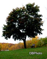 /album/galerie-photos/arbre-rosem%c3%a8re-jpg/